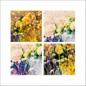 Sylvia Bandyke - “The Last Hydrangea” – https://facebook.com/bandykephotocollage/