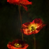 Amy Bowes - “Poppies” – amy_bowes@yahoo.com