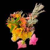 Sue Smith - “Posy” – https://assp.suesmithphotography.com.au/