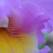 Ronald Story - “Vulnerability” – http://ronaldstoryart.com/