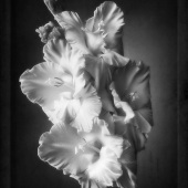 Silvija Treice - “Gladiolus” – silviat@latnet.lv