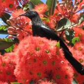 Gabriel Bron - “Splendid Gum Tree Blooming - with Tui Bird - New Zealand” – herzelia.gabi@gmail.com