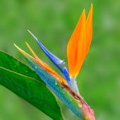 Seymour Holtzman - “Bird of Paradise” – holtzman@bellsouth.net