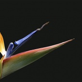 Elliott Block - “Bird of Paradise” – http://www.blockfineart.com/