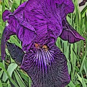 Michael J Duke - “Purple Explosion” – http://www.mjduke.co.uk/