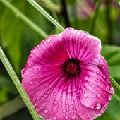 Gerard Blair - “Trumpet” – gerard@ieee.org