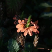 Theodore Heublein - “Zambia Blossom” – http://www.theodoreheubleinart.com/