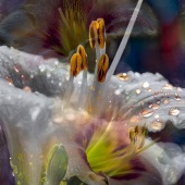 F.M. Kearney - “Daylily Compilation” – http://www.starlitecollection.com/