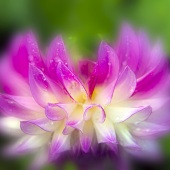 F.M. Kearney - “Soft-focus Dahlia” – http://www.starlitecollection.com/ft-focus-Dahlia”
