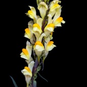 Don Jacobson - “Butter & Eggs” – http://www.donjacobsonphoto.com/