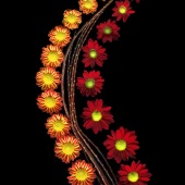 Linda Cavaney - “Mum Arc” – http://lindasphotoart.com/