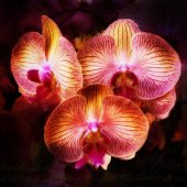 Shelley Benjamin - “Orchid Glow” – https://www.artmajeur.com/en/sbenja823/artworks