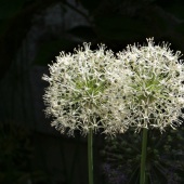 Diane Sanderson - “Twins” – http://www.dianesanderson.mysite.com/