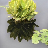 Harrie Handler - “Among the Water Lilies” – http://artbyharrie.com/