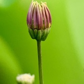 Ana Gadish-Linares - “Whisp” – http://www.artesanastudios.com/