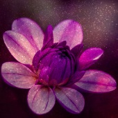 Peggy Curtis - “Dahlia” – http://www.peggyphoto.com/