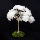 Earl Senchuk - “Mature Tree” – http://www.earlsenchuk.com/