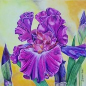 Shannon Bolen - “Bearded Iris” – shannonbolen73@yahoo.com