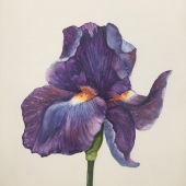 Kathy Joyce Smalley - “Iris Beauty” – kathyjsmalley@gmail.com