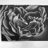 Emily Woodell - “Petal Lines” – emily.g.woodell@gmail.com