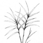 Katherine Pirrello - “Culinary Wonder” – Kathyp1959@aol.com