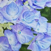 Lisa Freeman-Wood - “Blue Hydrangea” – lmfreemanwood@yahoo.com