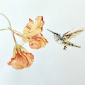 David Abma - “Hummingbird in Flight” – https://davidabma.weebly.com/