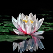 Ivan Jones - “Waterlily Reflections” – http://www.ivanjonesart.co.uk/