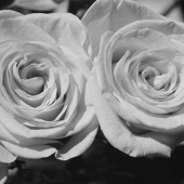 Kathleen E Johnson - “Valentine’s Day” – https://myvintagecamerasblog.com/