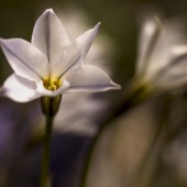 Jessica Bidwell - “Elusive” – http://www.jblynnphotography.com/