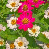 Karen Sirnick - “Spring is Here” – http://www.ktsirnick.smugmug.com/