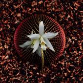 Henrique Souza - “BLOOM5” – http://www.henriquesouza.com/