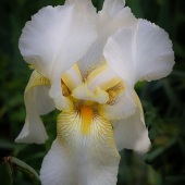 Y. Hope Osborn - “Only Iris for You” – http://artworkarchive.com/profile/YHopeOsborn