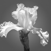 Suzanne Sahakian - “Men like Me” – http://www.suzannesahakianphotography.com/