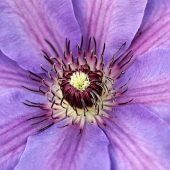 Sy Phelan - “Glory” – http://www.theartofsyphelan.com/