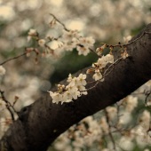 Sy Phelan - “Transition to Nirvana” – http://www.theartofsyphelan.com/