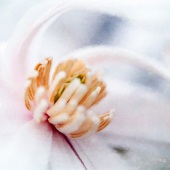 Stephanie Adams - “Star Magnolia in Watercolor” – 1quiltsavygirl@gmail.com