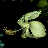 Eldred Boze - “Night Flower 1” – http://eldredboze.com/ht-Flower-1”