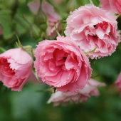 Zheng Cha - “Roses” – zcha123@yahoo.com