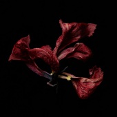 JJ Ignotz - “NYC red tulip 2” – http://www.jjignotzphotography.com/