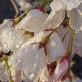 Christa Bailey - “Dreaming of Spring” – https://sites.google.com/view/christalblooms/home
