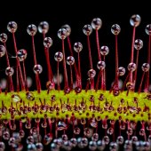 James Hurley - “Drosera Field” – http://www.mycreativeimages.com/