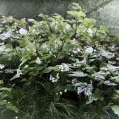 Lillianne Daigle - “Underbrush” – elleday@bell.net