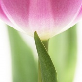 Peggy Jones Pfister - “Shhhhhh” – rightrockimages@gmail.com