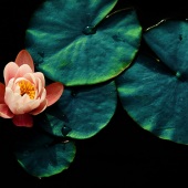 Cristina Gualmini - “Dream #3” – https://naxtia.jimdofree.com/