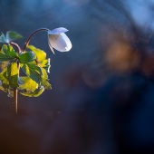 Aleksandr - “All Mixed Up” – https://ivanovphoto.spb.ru/