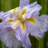 Christa Bailey - “Trillium” – https://sites.google.com/view/christalblooms/home
