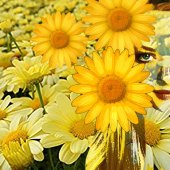 Barbara Keim - “Daisy” – http://digitalillustrationbybarbara.weebly.com/