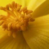 Martha Nance - “Begonia” – marthanance59@gmail.com