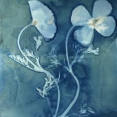 Christina Altfeld - “California Poppies” – http://www.cmadesigns.com/
